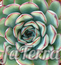Эхеверия пулидонис фото - цветок каменная роза