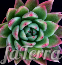 Эхеверия Миранда фото - растение эчеверия