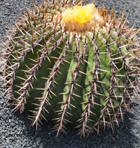 Ехінокактус плоскоколючковий фото (Echinocactus platyacanthus)