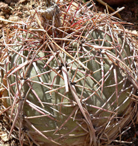 Ехінокактус горизонтальний фото (Echinocactus horizonthalonius)