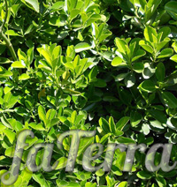 Бересклет японський фото (Euonymus japonica)
