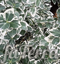 Бересклет Форчуна фото (Euonymus fortunei)