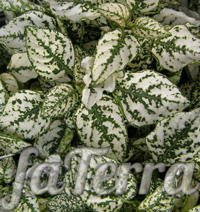 Гипоэстес «Конфетти белый» фото - растение веснушчатое лицо