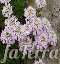 перечник растение фото - Иберис гибралтарский