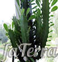 Молочай трикутний (Euphorbia trigona)