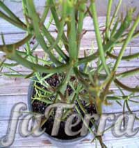 Молочай тірукаллі (Euphorbia tirucalli)