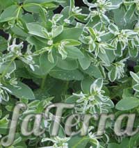 Молочай облямований (Euphorbia marginata) фото