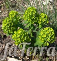 Молочай Фішера (Euphorbia fischeriana) - молочай Палласа або мужик-корінь