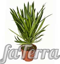 Пахіподіум Ламера фото - мадагаскарська пальма