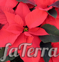 Пуансетія преміум червоний фото (Poinsettia Premium Red)