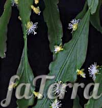 Ріпсаліс кучерявий фото - (Rhipsalis crispata)