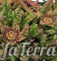 Стапелія строката (Stapelia variegata) фото