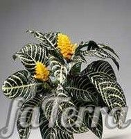 Афеландра Данія фото - квітучі рослини