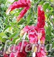 Белопероне свинчатниколистная фото - (Вeloperone plumbaginifolia)