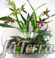 Міні флораріум фото - Квіти в акваріумі 
