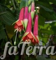 Фуксія блискуча (Fuchsia fulgens)