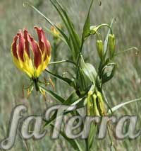 Цветок глориоза простая фото - лилия