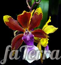 Онцидіум метеликовий фото - орхідея
