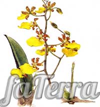 Онцидіум тигровий фото - орхідея жовта