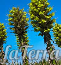 Пуйя чилійська фото (Puya chilensis)