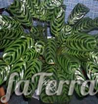 Строманта приятная фото - молитвенное растение