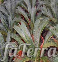 Цикас сіамський фото - саговникова пальма