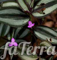 Зебріна висяча чотириколірна фото - (Zebrina pendula f. Guadricolor)