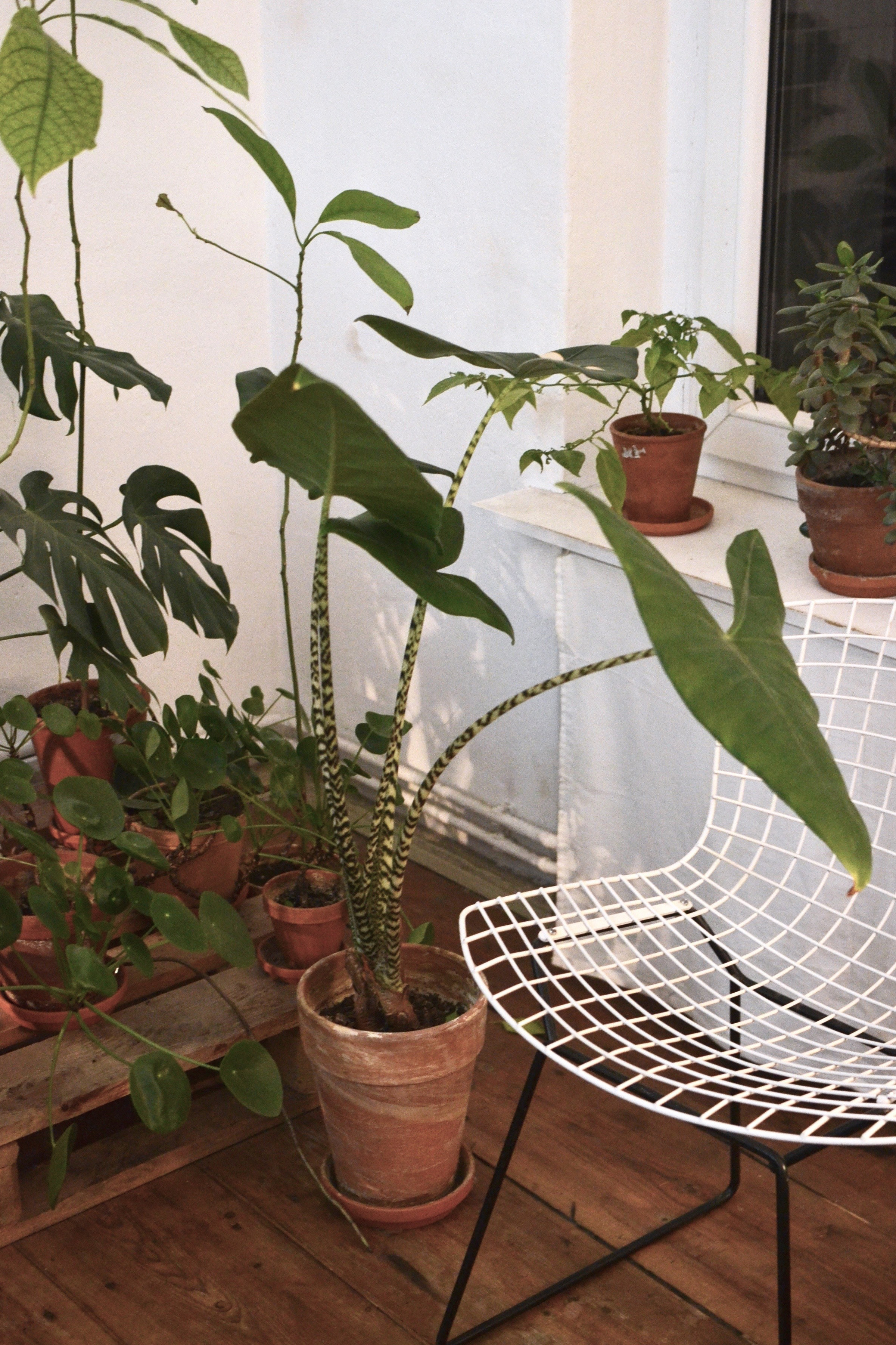 Декоративно-лиственные комнатные растения - Фатерра