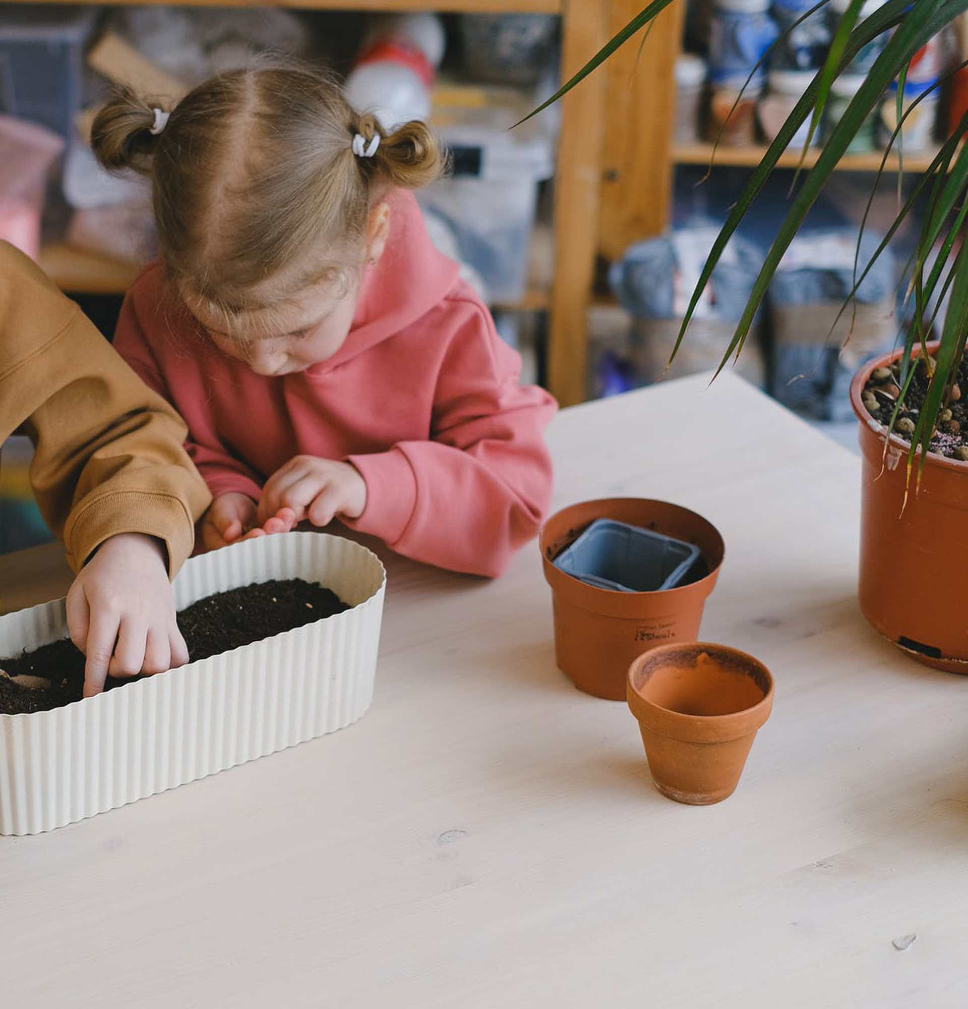 Кімнатні рослини в дитячому садку фото