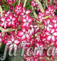 Адениум мультифлора фото -  импальская лилиямногоцветковая 