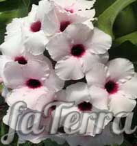 Адениум боехмианум фото - растение импальская лилия