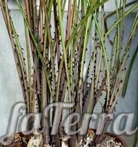 Акантостахис питкаирниоидес фото - комнатные растения