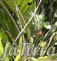 Ананас паргвазенський фото (Ananas parguazensis)