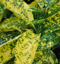 Аукуба японська кротоніфолія фото (Aucuba japonica Crotonifolia)
