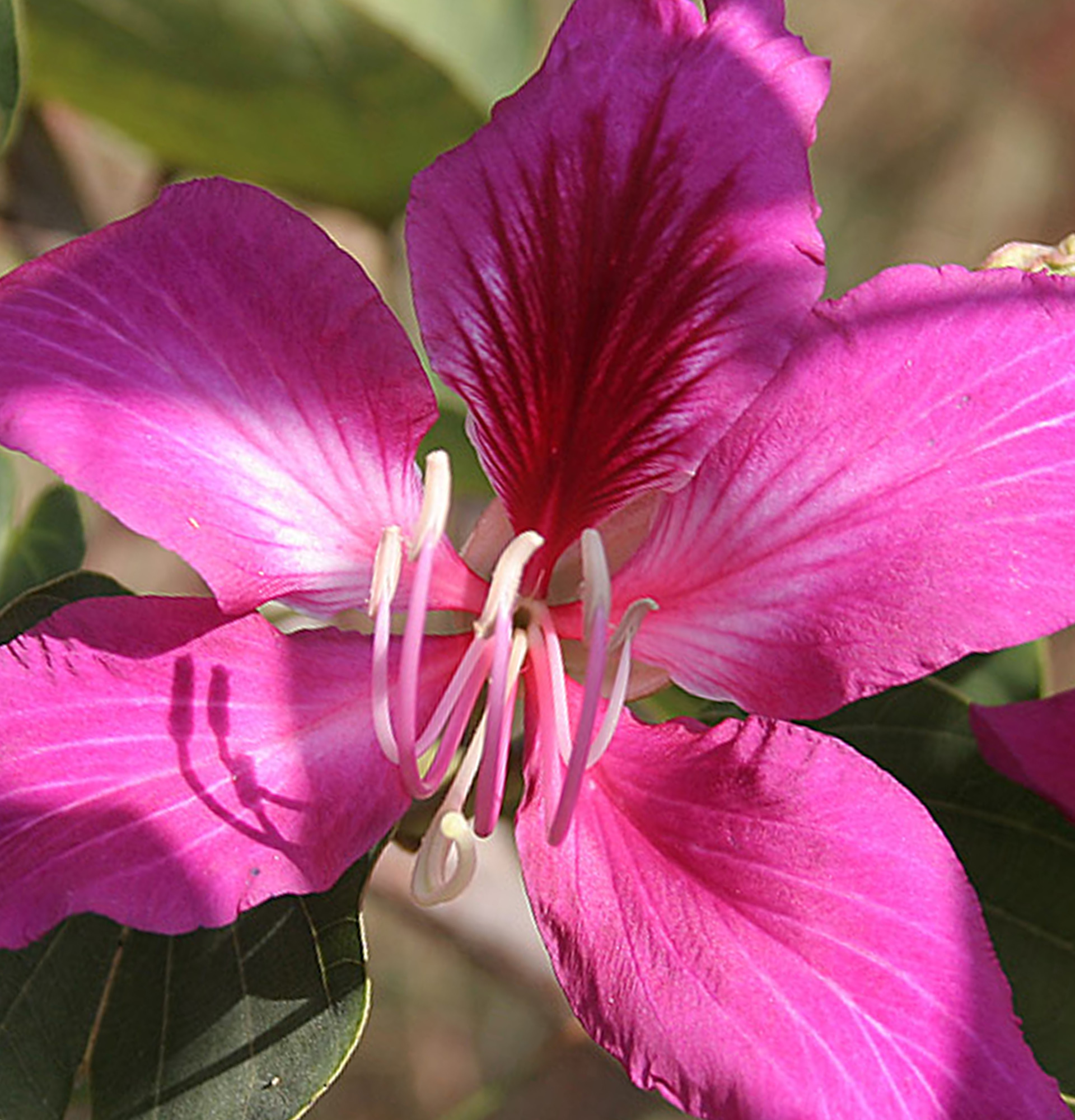 Баухиния пестрая фото - цветение баугиния