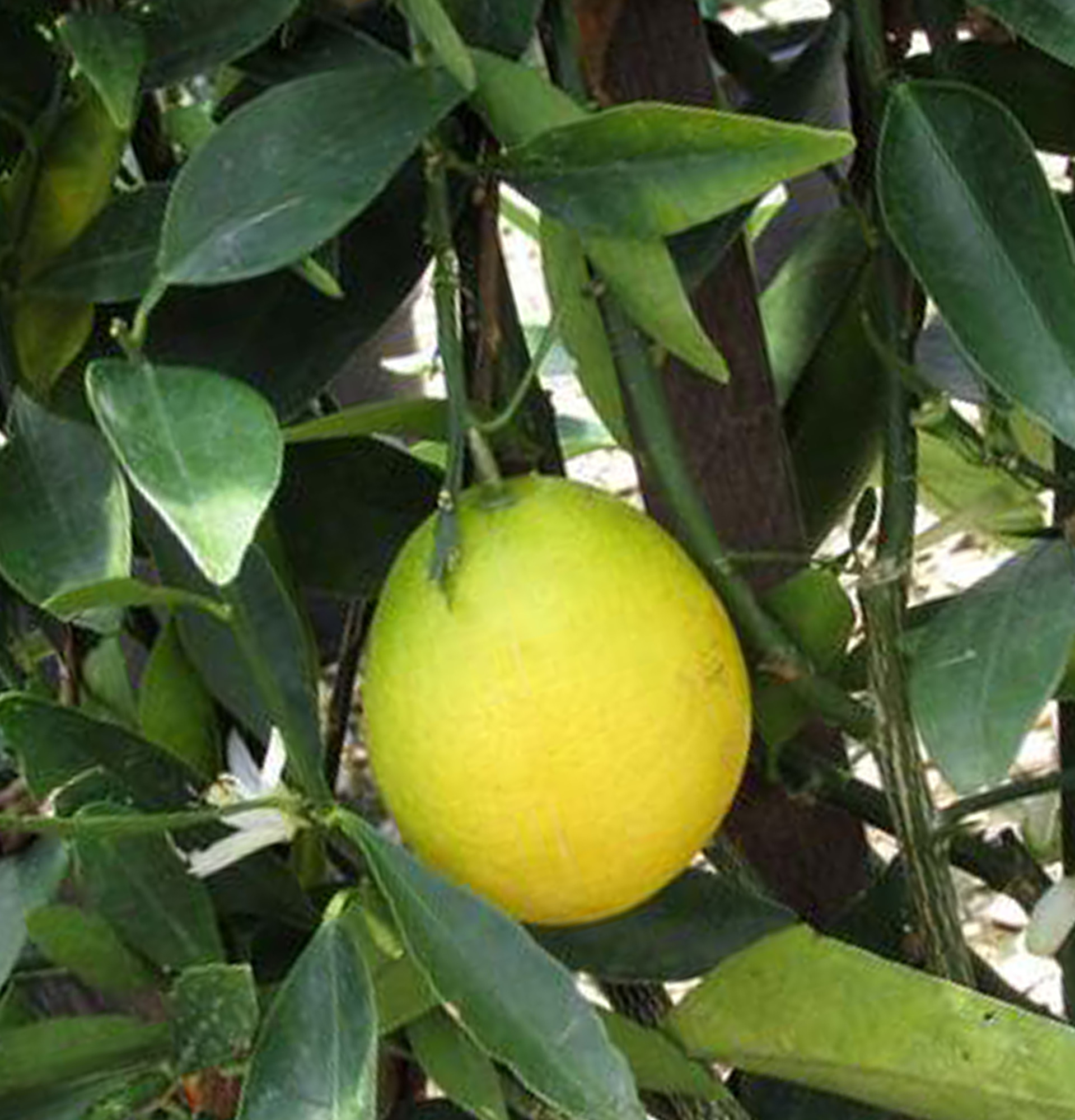 Цитрофортунелла Лимон фото - дерево Каламондин 