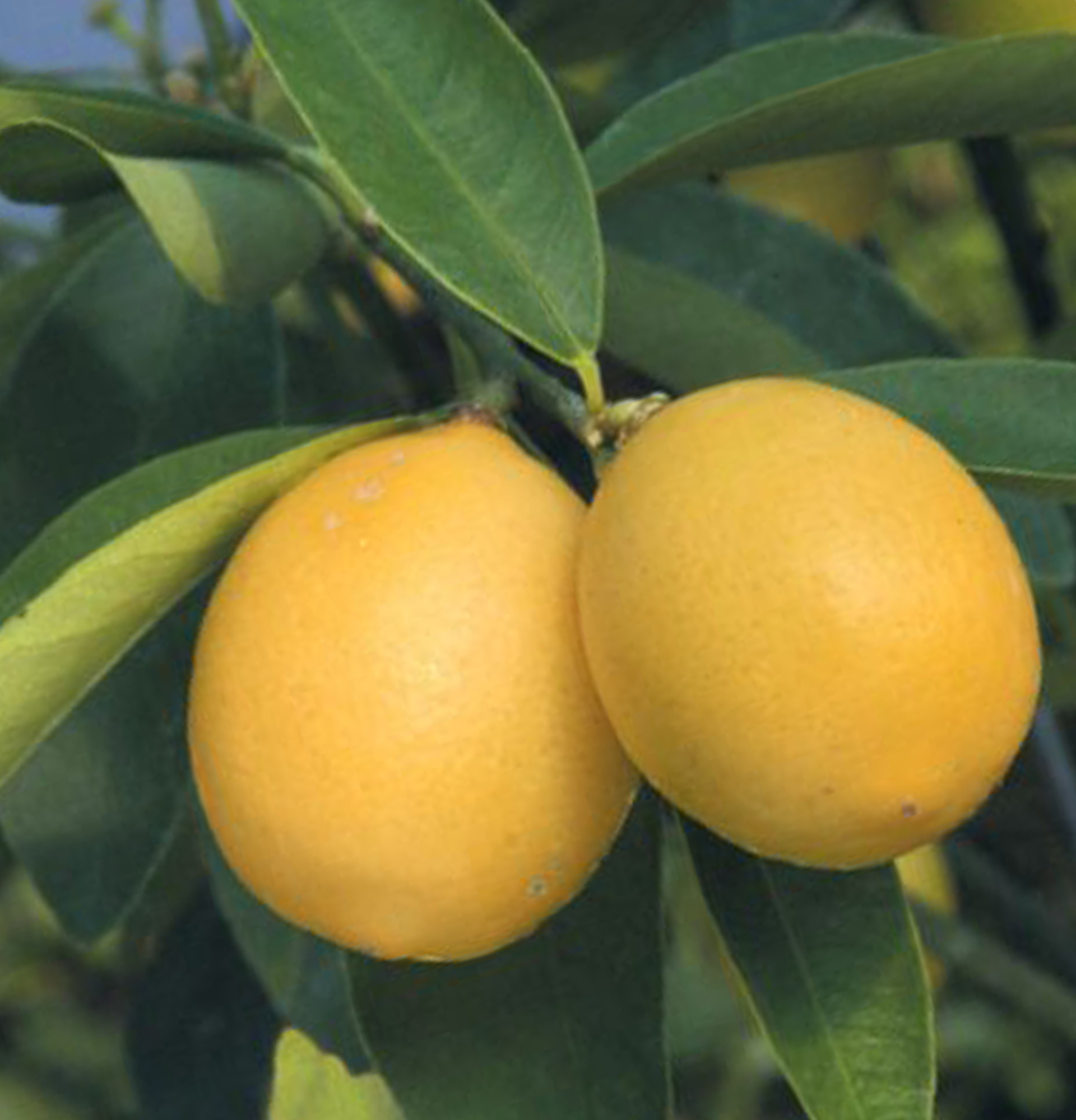 Цитрофортунелла флоридана фото - золотой апельсин