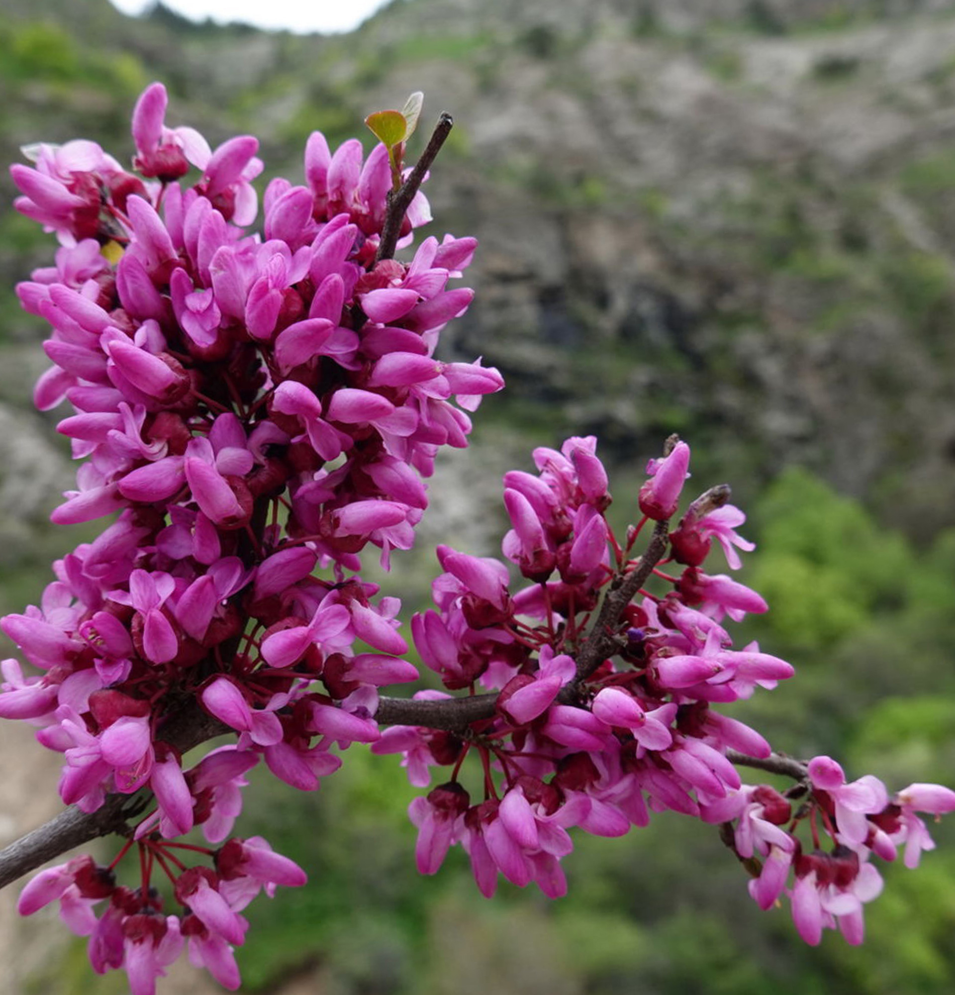 Церцис Гриффита фото - иудино дерево цветение
