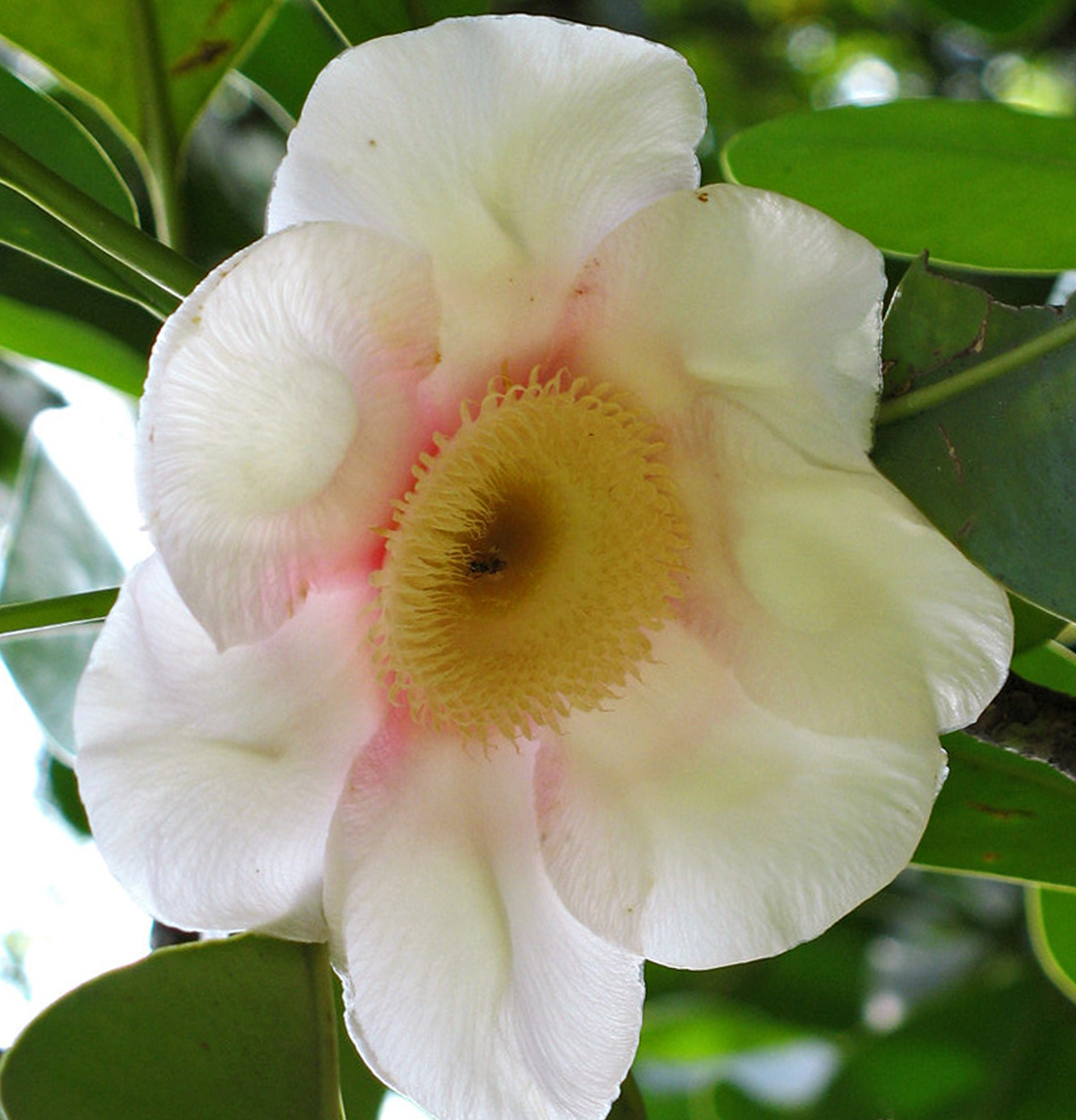 Клузія великоквіткова фото (Clusia grandiflora)