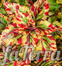 Coleus Stormy Weather Photo - Flowers for Garden