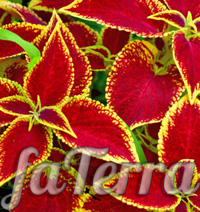 Coleus hybrid photo - bright coleus