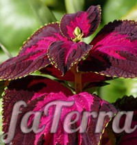 Coleus Blume Foto - Zimmerpflanze Brennnessel