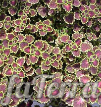 Coleus Renelt photo - house nettle