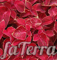 Coleus Red velvet photo - red nettle