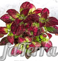 Coleus Avatar photo - potted coleus at home