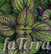 Coleus fishnet stockings photo - bush coleus