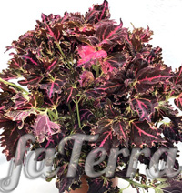 Coleus Norris photo - indoor nettle