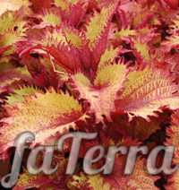 Coleus Henna photo - ornamental shrubs