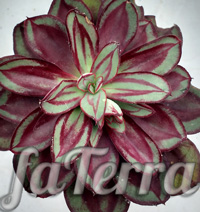Эхеверия Нодулоза фото - каменный цветок