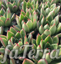 Ехеверія агавовидна фото - (Echeveria agavoides)